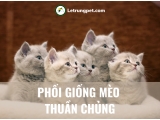 Phối Giống Mèo Anh Lông Ngắn - Lông Dài - Tai Cụp - Chân Ngắn - Ragdoll