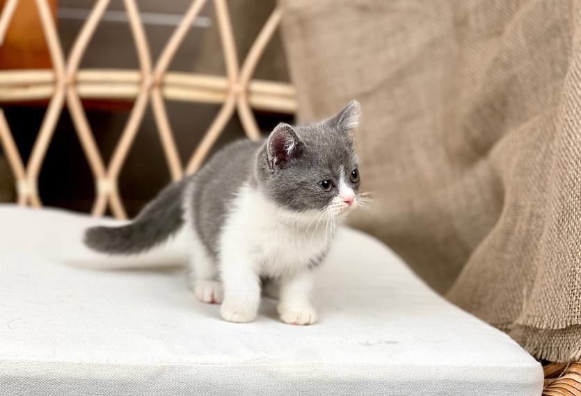 Mèo Anh Lông Ngắn Màu Bicolor Xám - 28
