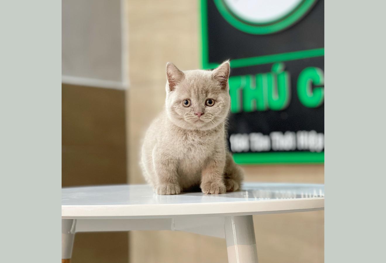 Mèo Anh Lông Ngắn Màu Lilac - 06