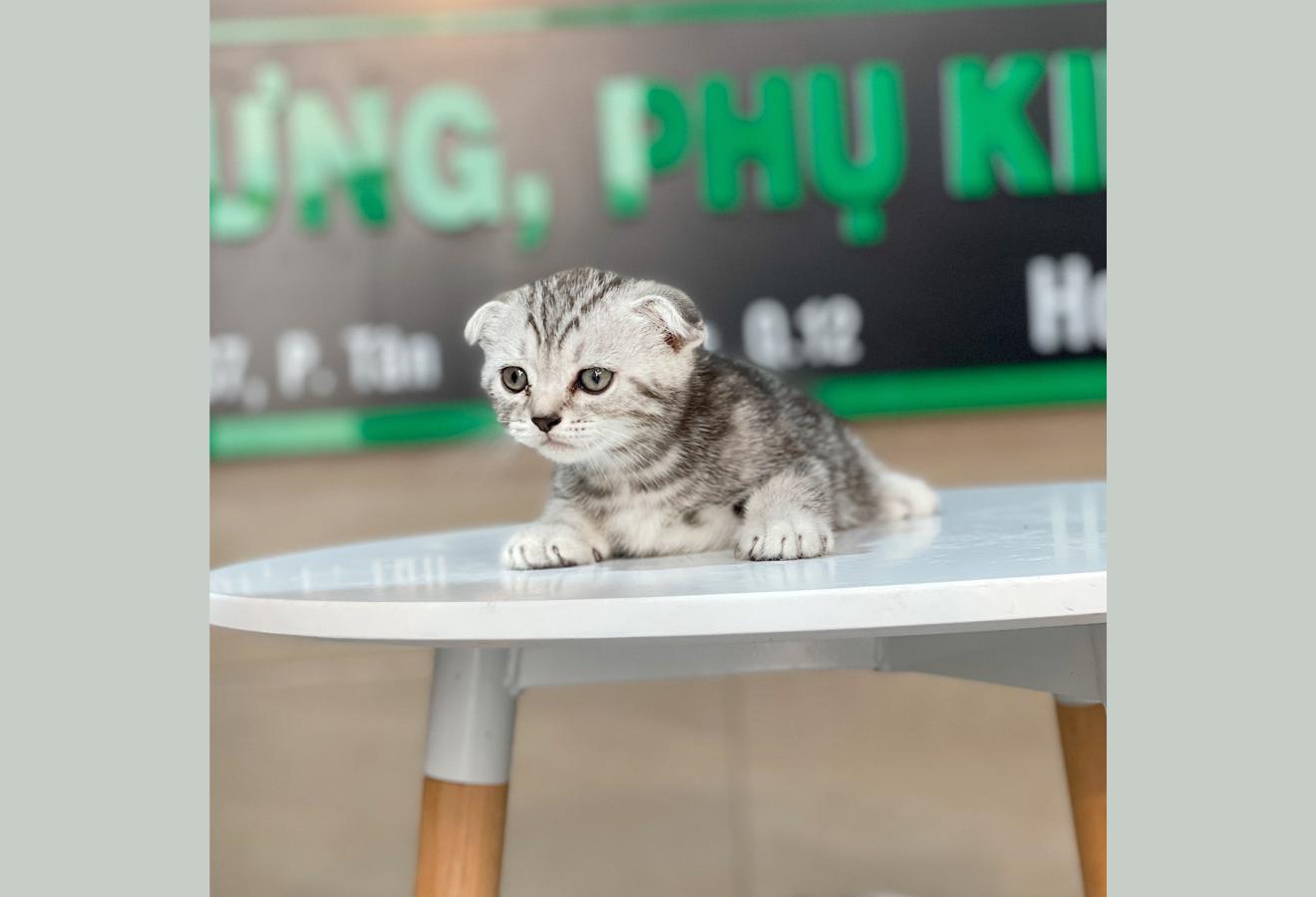 Mèo Tai Cụp Màu Classic Silver - 01