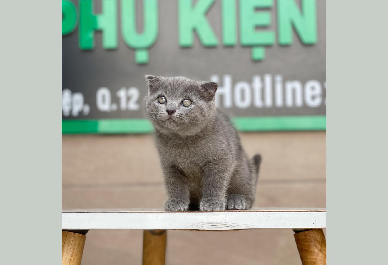 Mèo Tai Cụp Màu Xám Xanh - 05