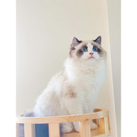 Mèo Ragdoll Màu Blue Bicolor - 01