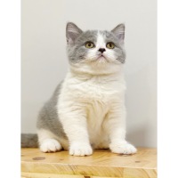Mèo Anh Lông Ngắn Màu Bicolor Xám Xanh - 03