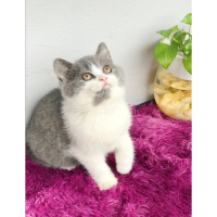 Mèo Anh Lông Ngắn Màu Bicolor Xám Xanh - 04