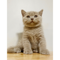 Mèo Anh Lông Ngắn Màu Lilac - 02