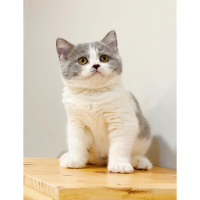 Mèo Anh Lông Ngắn Màu Bicolor Xám Xanh - 03