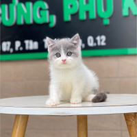 Mèo Anh Lông Ngắn Màu Bicolor Xám Xanh - 13