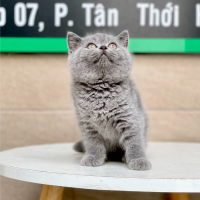 Mèo Anh Lông Ngắn Màu Xám Xanh - 09