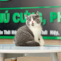Mèo Anh Lông Ngắn Màu Bicolor Xám Xanh - 18