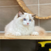 Mèo Ragdoll Màu Blue Bicolor - 10