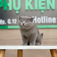 Mèo Tai Cụp Màu Xám Xanh - 05