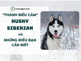 Chó Husky Siberian - 