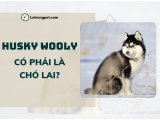 Chó Husky Wooly - 