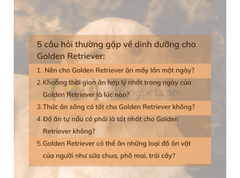 5 câu hỏi thường gặp về dinh dưỡng cho golden retriever