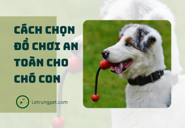 Cách chọn đồ chơi an toàn cho chó con