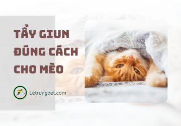Tẩy giun cho mèo đúng cách 