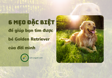 Cách để lựa chọn chó Golden Retriever