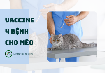 Vaccine 4 bệnh cho mèo