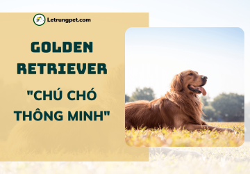 Golden Retriever - 