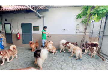 Dịch Vụ Trông Giữ Chó Mèo