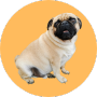 Chó Pug