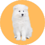 Chó Samoyed
