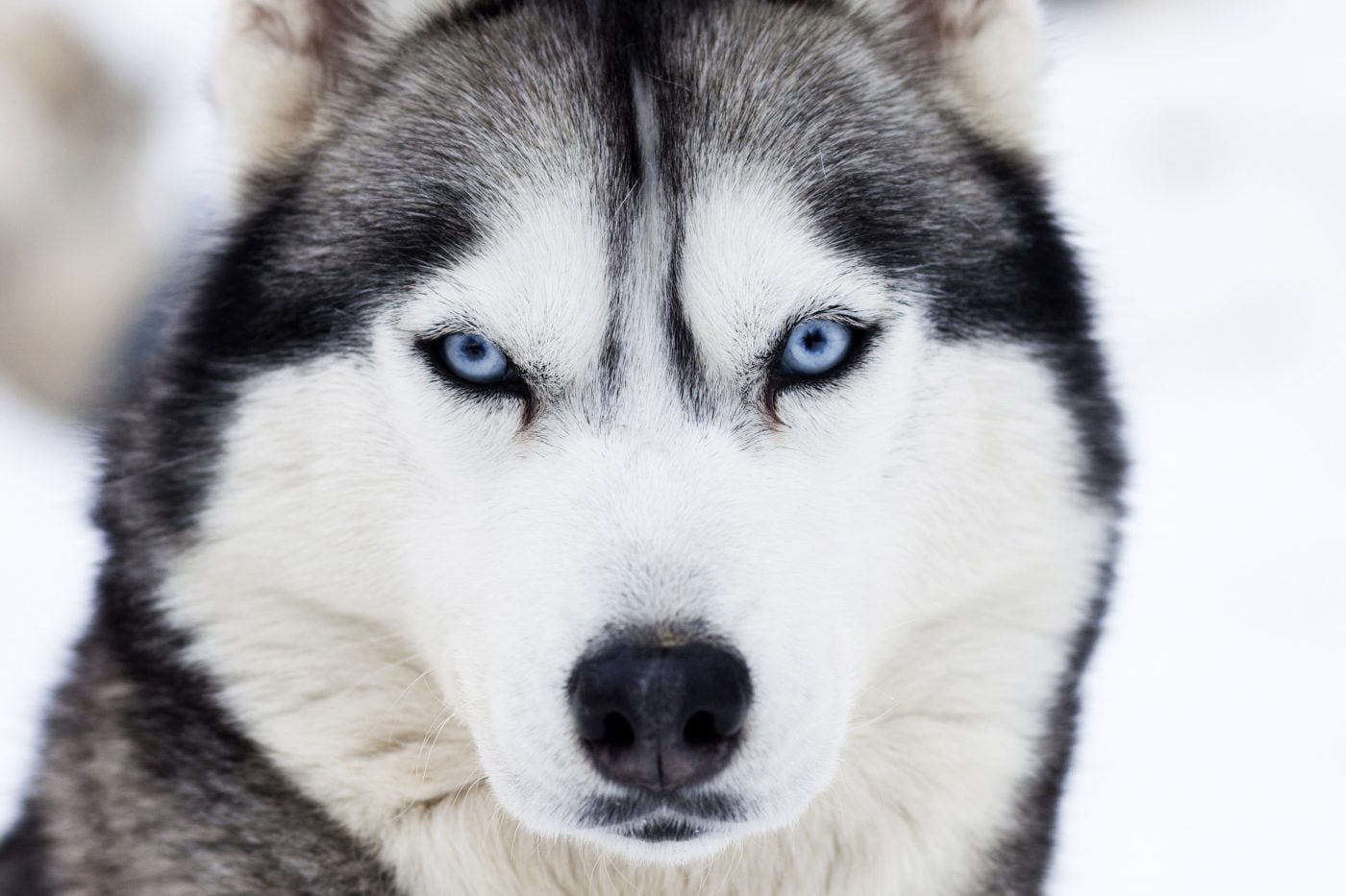 Tìm hiểu với hơn 95 hình nền chó husky tuyệt vời nhất  Tin học Đông Hòa
