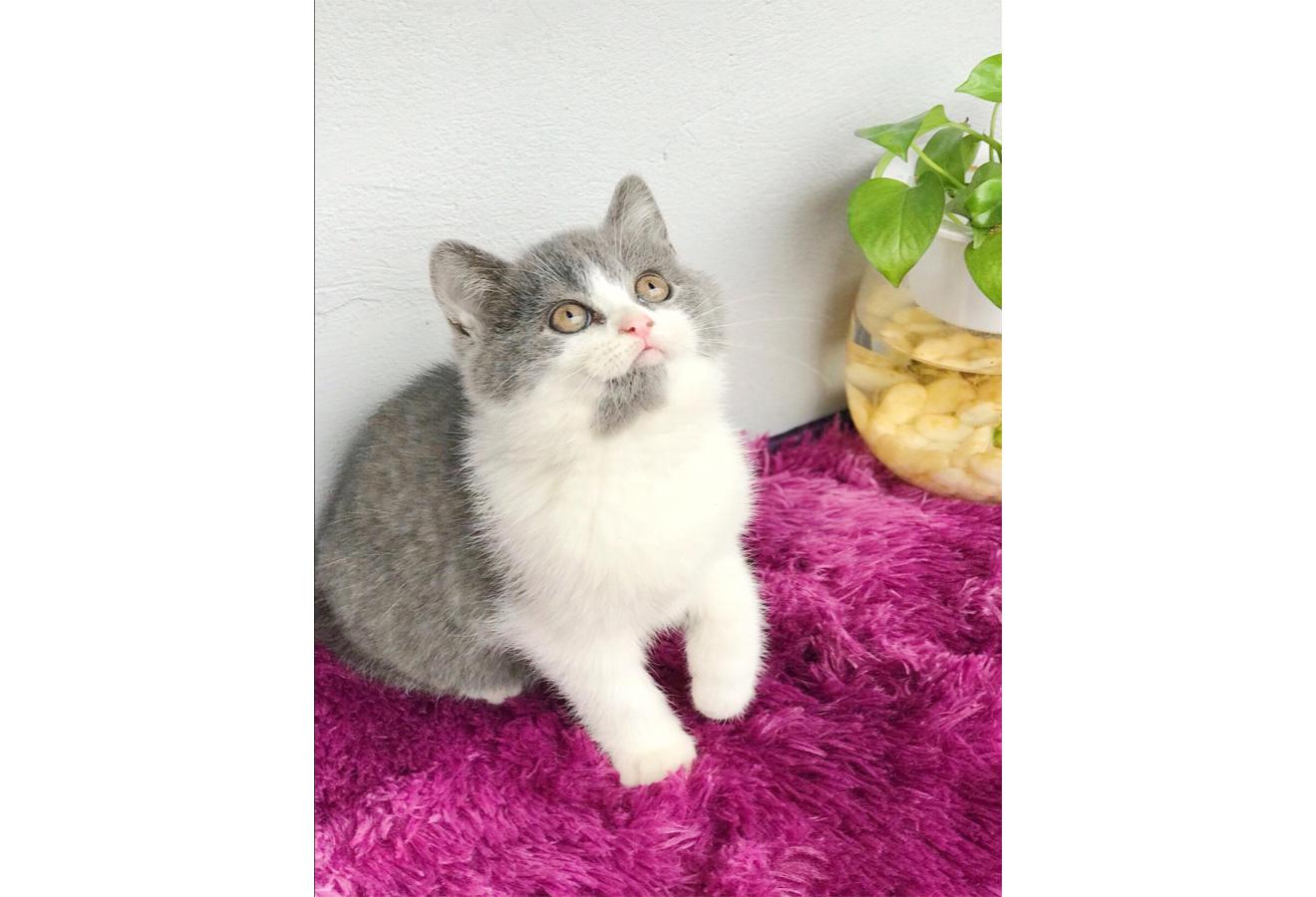 Mèo Anh Lông Ngắn Màu Bicolor Xám Xanh - 04