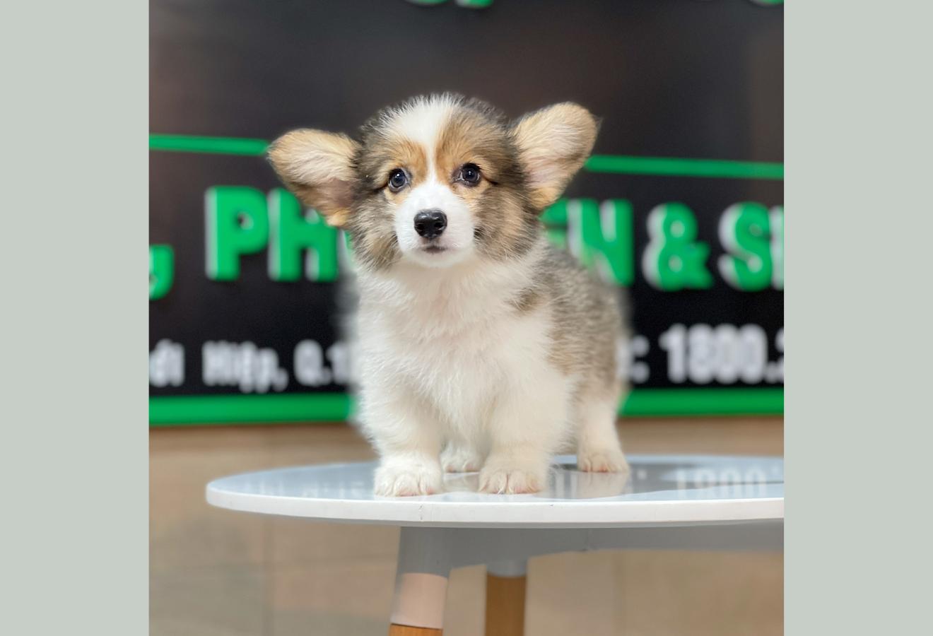 Corgi Lông Dài - Màu Tricolor (MS 01)