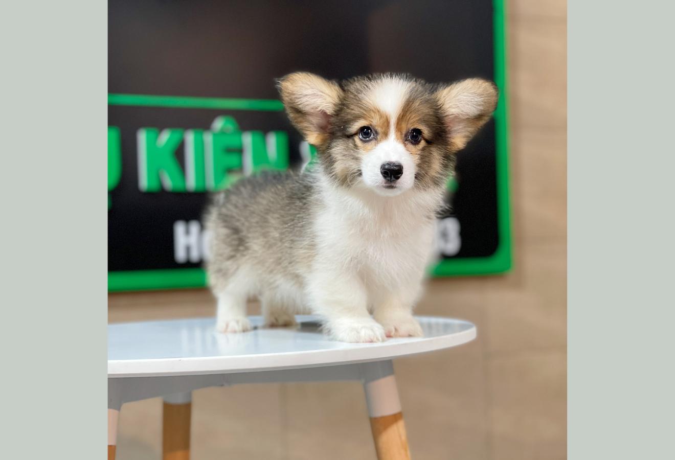 Corgi Lông Dài - Màu Tricolor (MS 01)