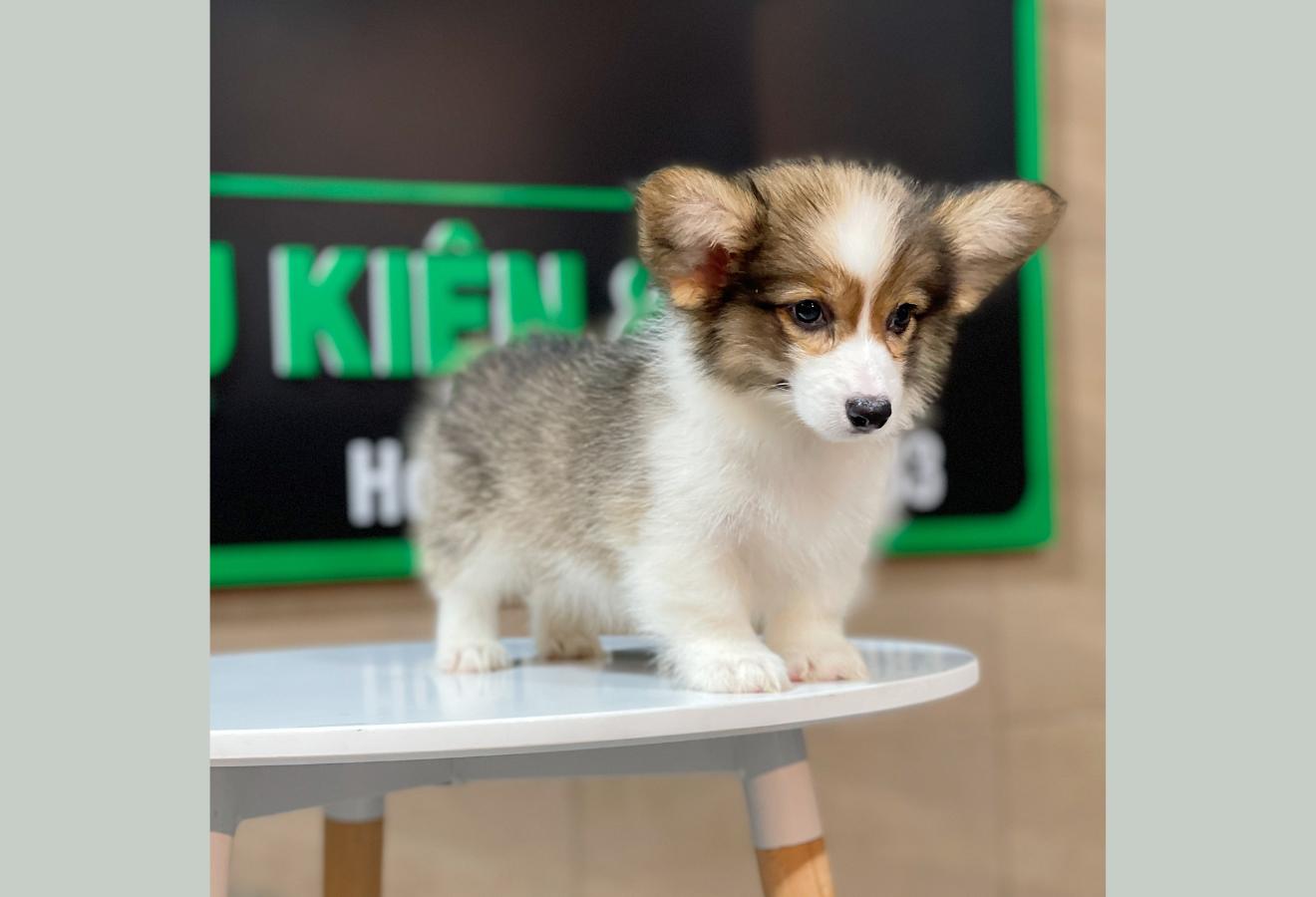 Corgi Lông Dài - Màu Tricolor (MS 01)