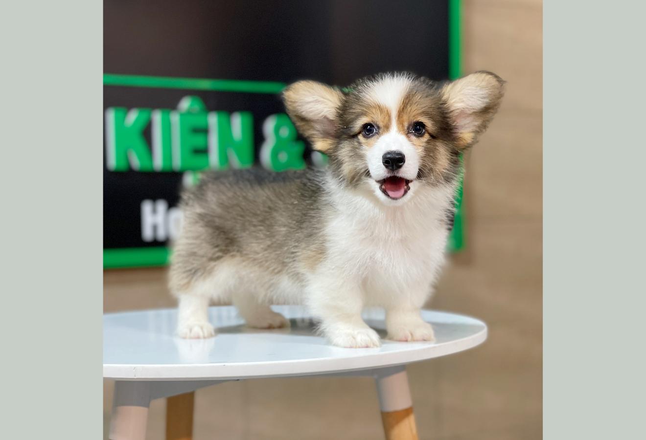 Corgi Lông Dài - Màu Tricolor (MS 01)