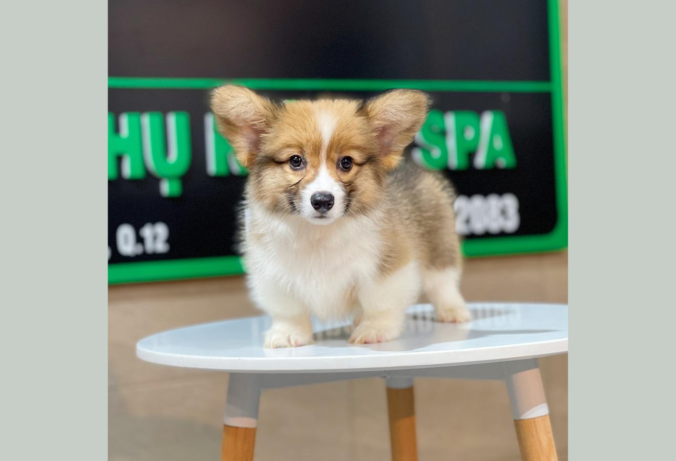 Corgi Lông Dài - Màu Vàng (MS 07)