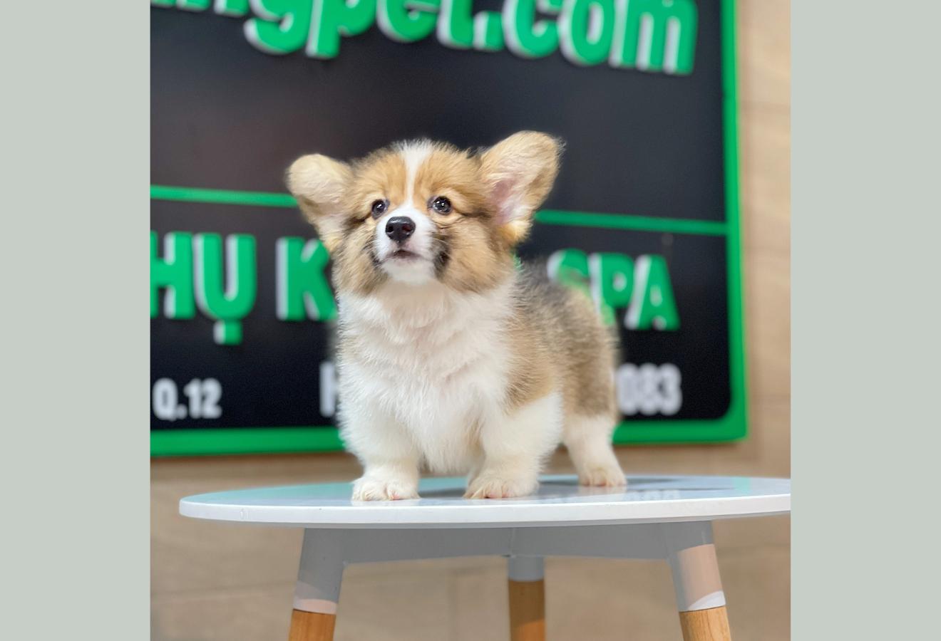 Corgi Lông Dài - Màu Vàng (MS 07)