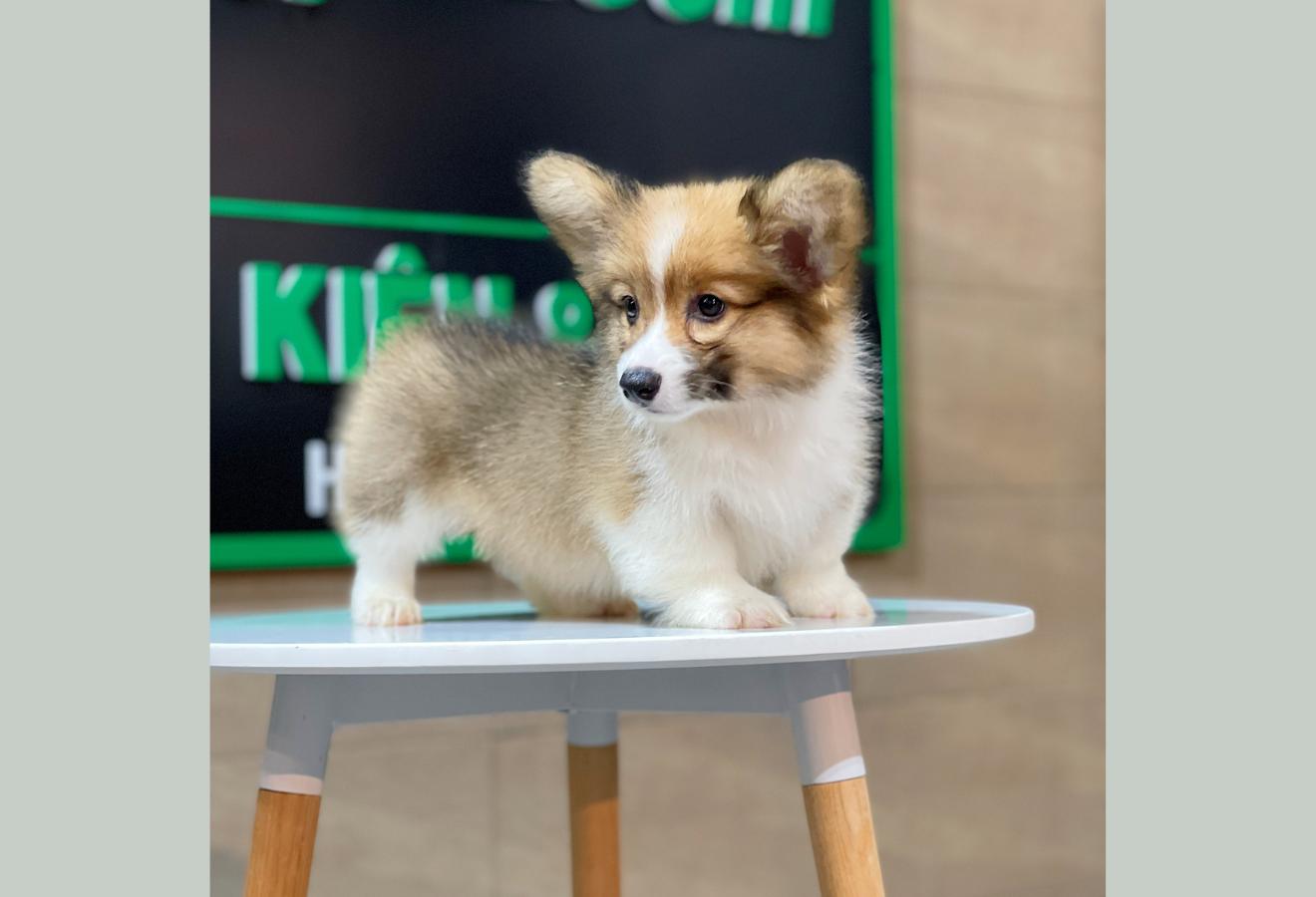 Corgi Lông Dài - Màu Vàng (MS 07)