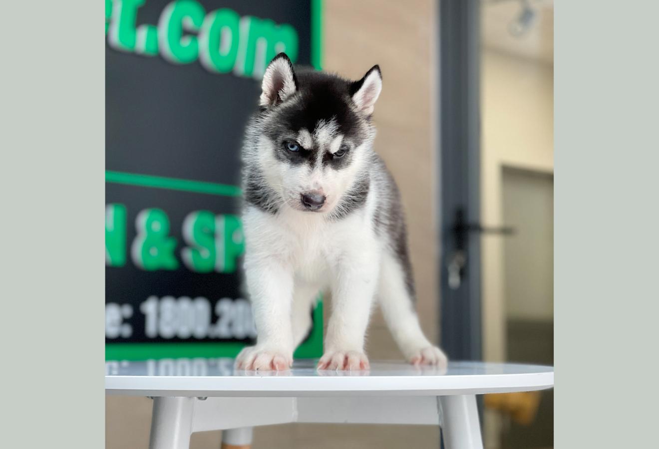 Husky Siberian - Màu Đen Trắng (MS 08)