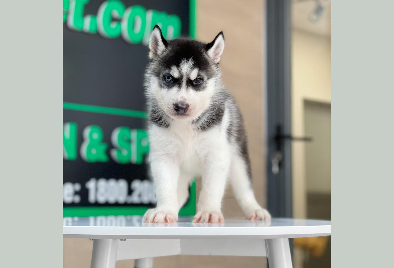 Husky Siberian - Màu Đen Trắng (MS 08)