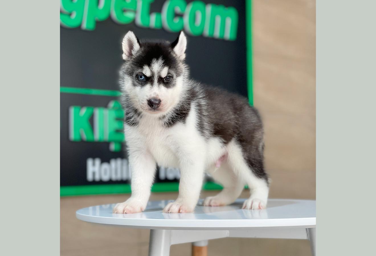 Husky Siberian - Màu Đen Trắng (MS 08)