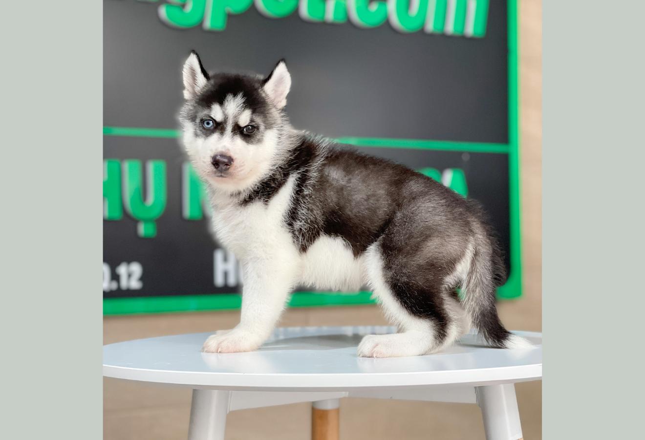 Husky Siberian - Màu Đen Trắng (MS 08)