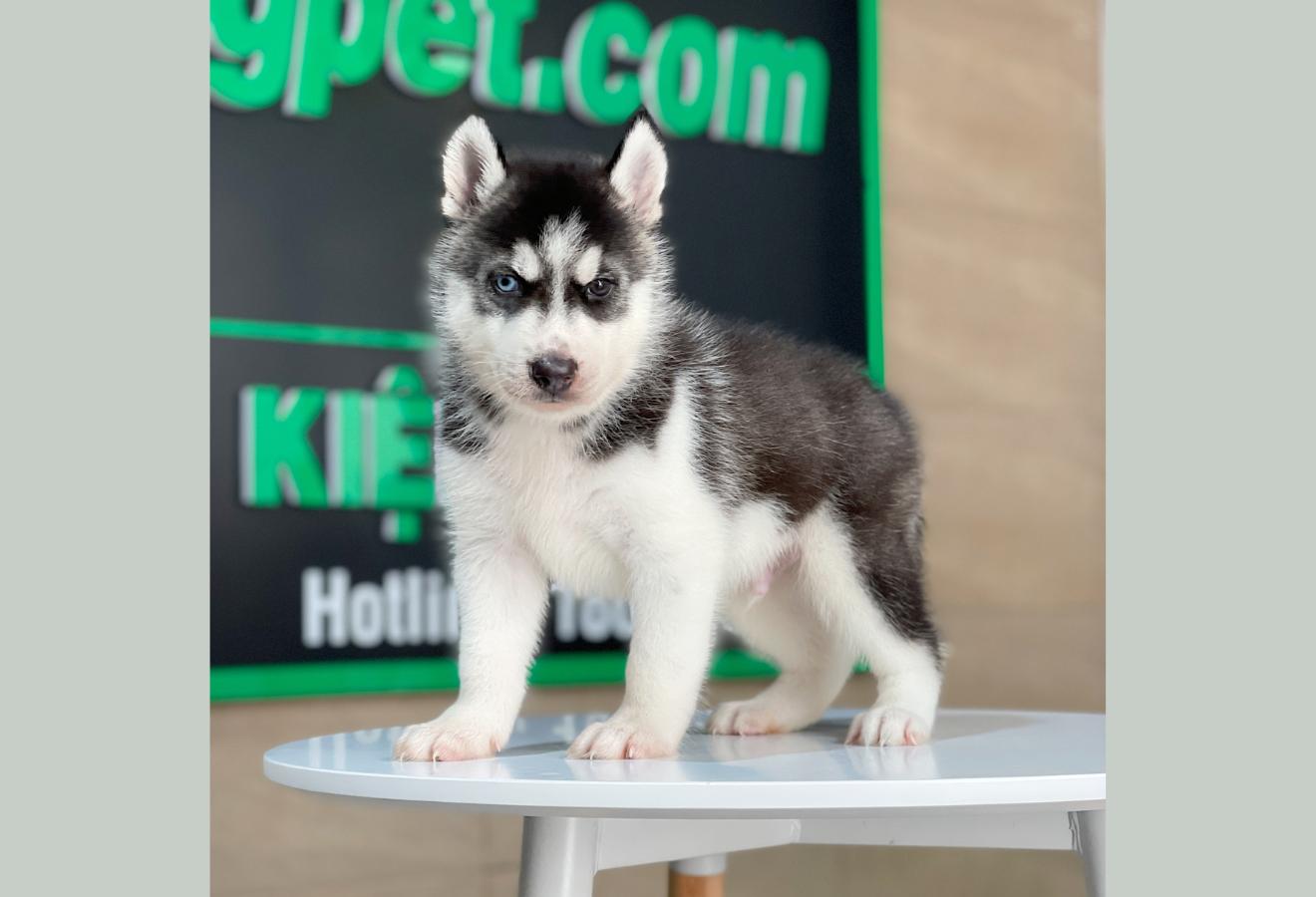 Husky Siberian - Màu Đen Trắng (MS 08)