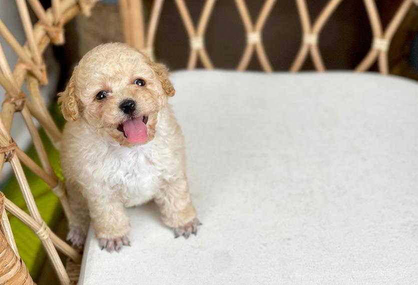 Poodle Toy - Màu Kem (MS 05)