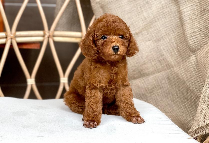 Chó Poodle Toy Màu Nâu Thuần Chủng, Góp 0%, Bảo Hành Hấp Dẫn