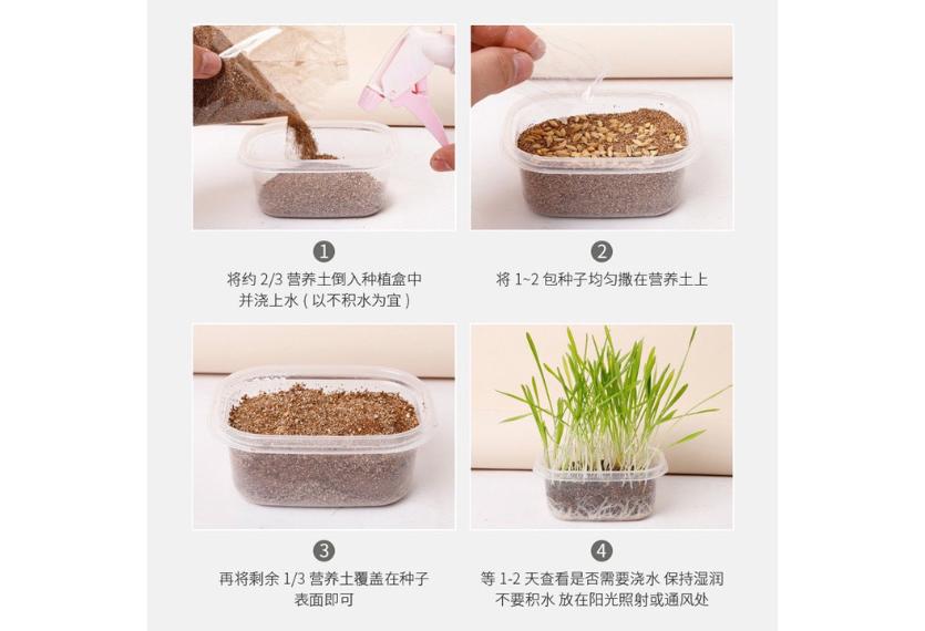 Letrungpet - Sét Cỏ Mèo Tự Trồng