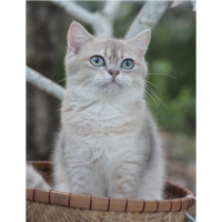 Mèo Anh Lông Ngắn Màu Golden Blue - 01