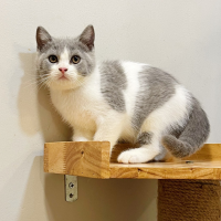 Mèo Anh Lông Ngắn Màu Bicolor Xám Xanh- 05