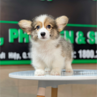 Corgi Lông Dài - Màu Tricolor (MS 01)