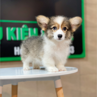 Corgi Lông Dài - Màu Tricolor (MS 01)