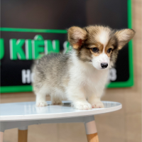 Corgi Lông Dài - Màu Tricolor (MS 01)