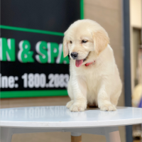Golden Retriever - Màu Vàng Kem (MS 06)