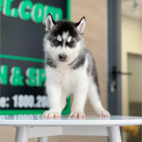 Husky Siberian - Màu Đen Trắng (MS 08)